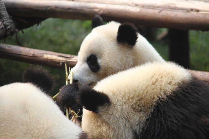 1-Day Chengdu Layover Tour: Panda Base, city central with Round Airport Transfer - Airport pickup and timing: the part that can make or break your day