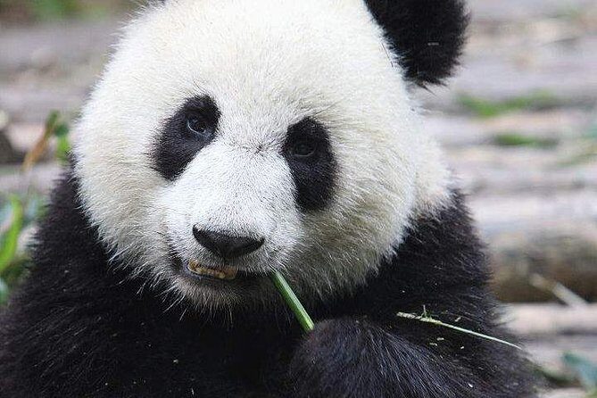 1-Day Chengdu Panda Base and Leshan Giant Buddha GROUP Tour - Lunch and the RMB math: price clarity you’ll appreciate