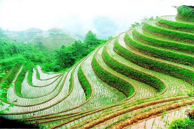 1-Day Longsheng Rice Terrace Tour from Guilin with Private Guide & Driver - Stop 1: Dragon’s Backbone Terraces and the Viewpoint Walk