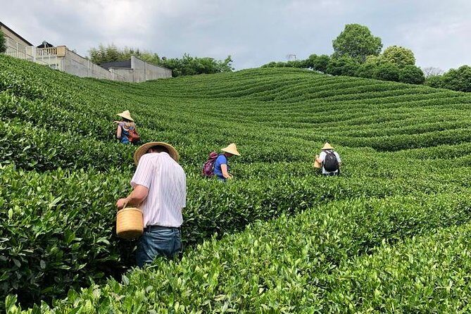 1-day Village Tea Picking, Roasting & Serving Guided Private Tour from Hangzhou - Price and logistics: is $243.71 per person good value?