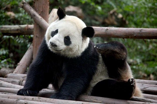 14-Day Small-Group Tour to Beijing, Xi'an, Chengdu, Yangtze, Chongqing, Shanghai - Price and value: what $3,179 really buys