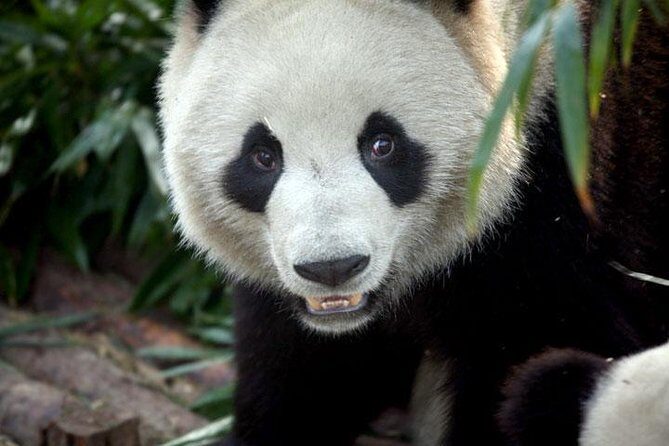 2-Day Private Chengdu Panda Tour - What this private tour really feels like
