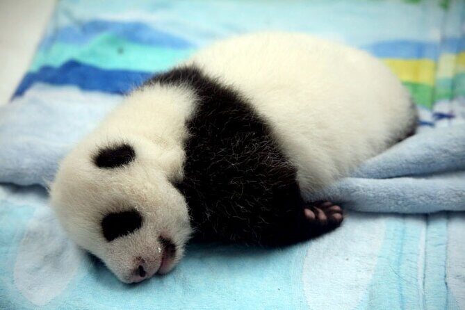 2-Day Private Chengdu Panda Tour - Day 2: panda base, old streets, and temples (with one scheduling check)