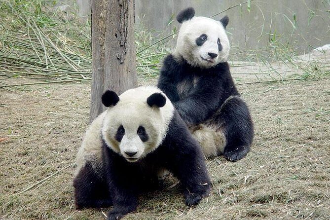 2-Day Private Chengdu Panda Tour - Who this tour suits best