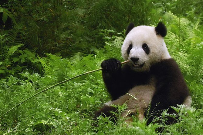 All-inclusive Private Day Trip: Hutongs, Lama Temple & Panda House with Lunch - Private Hotel Pickup and a Day That Actually Feels Managed