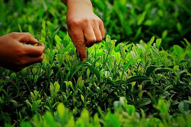 Authentic Hangzhou Longjing Tea Culture Experience Tour - Tea tasting and ceremony at the traditional tea house