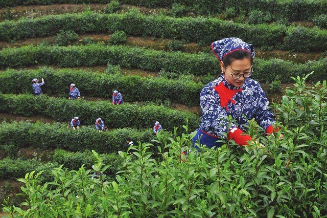 Authentic Hangzhou Longjing Tea Culture Experience Tour - Best time to go: spring helps, rain doesn’t always stop it