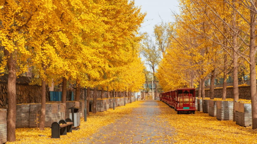 Beijing: Old Summer Palace Ruins Park Admission Ticket - The Garden of Gardens: What to Look For While You Walk