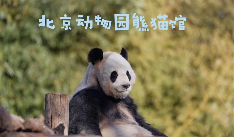 Beijing: Panda House Entry Ticket (Zoo) - Key Things I’d Pay Attention To