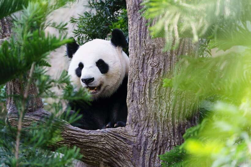 Beijing: Panda House Entry Ticket (Zoo) - A one-day game plan inside the zoo: pandas, golden snub-nosed monkeys, and more