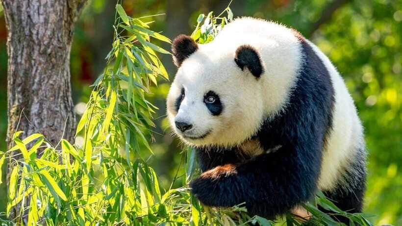 Beijing: Panda House Entry Ticket (Zoo) - Getting value from the $13 price: skipping lines and avoiding the aquarium