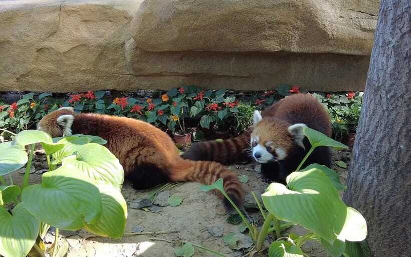 Beijing: Panda House Entry Ticket (Zoo) - Should you book this Panda House ticket?