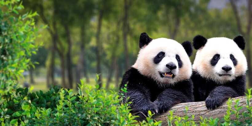Beijing: Panda House w/Great Wall or City Sites Private Tour - Price and value: is $144 per person a good deal?