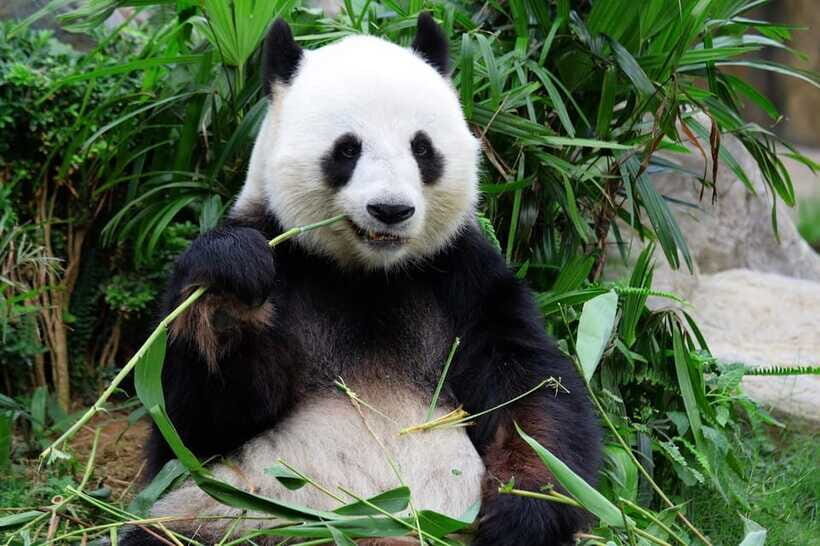 Beijing Private Tour: Summer Palace, Panda House and Options - Great Wall Add-On: Mutianyu or Badaling, With Real Trade-offs