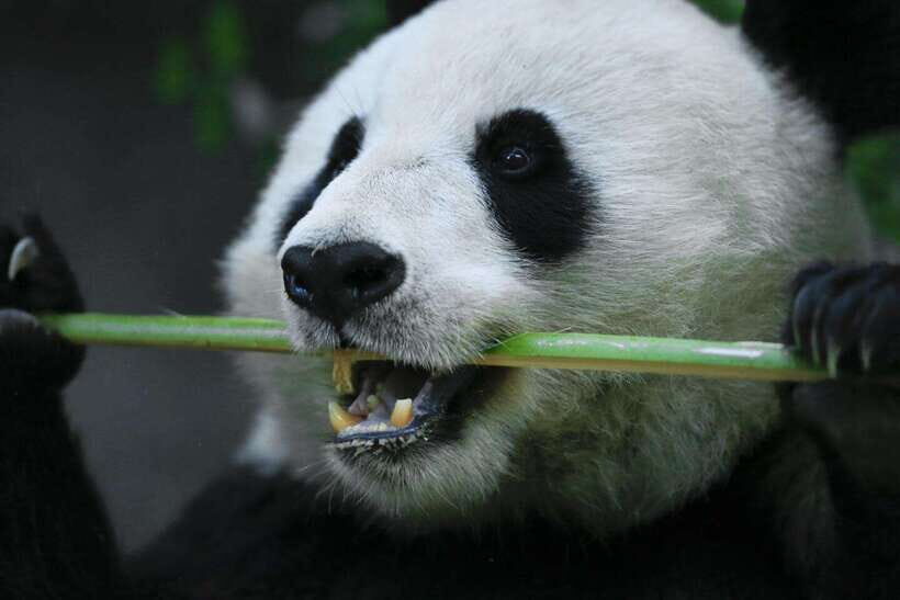Beijing Private Tour: Summer Palace, Panda House and Options - Temple of Heaven: A Different Kind of Imperial Experience