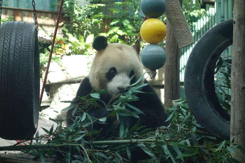 Beijing Private Tour: Summer Palace, Panda House and Options - What the Guide Actually Adds (And Why People Keep Mentioning Names)