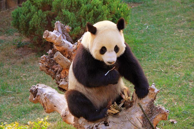Beijing Private Tour to Temple of Heaven, Panda House and Summer Palace - Morning start: Panda House and the best time to see them