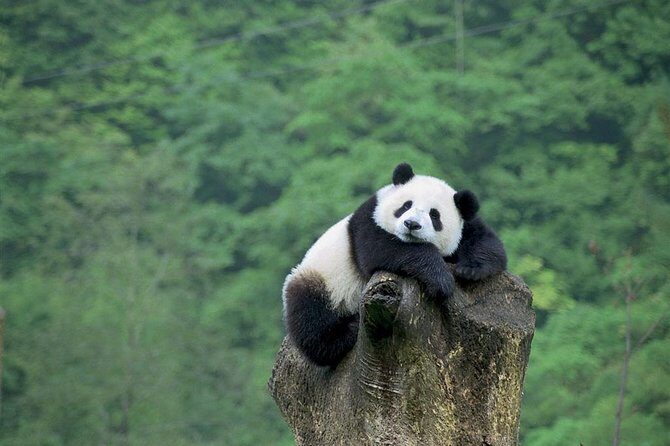 Beijing Private Tour:Mutianyu/Badaling Great Wall and Panda House - Picking Mutianyu or Badaling: how to choose without overthinking