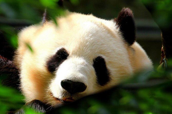Beijing Private Tour:Mutianyu/Badaling Great Wall and Panda House - Getting to the Great Wall: early timing and a guide who sets context