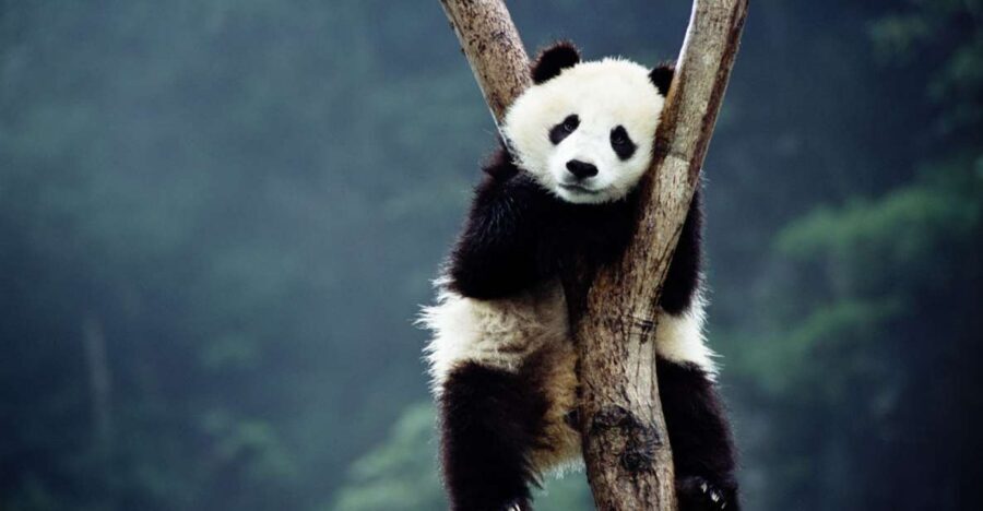 Beijing: Temple of Heaven, Panda House & Summer Palace Tour - Beijing Zoo Panda House: More Than Just Cute Animals