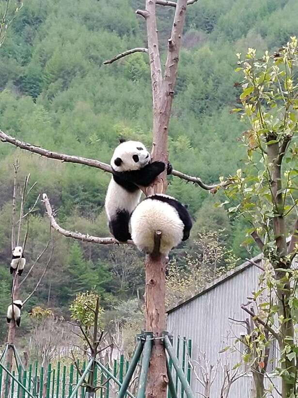 Chengdu: Giant Panda and Leshan Buddha Day Trip - How the Day is Structured: 12 Hours, Two UNESCO Stops