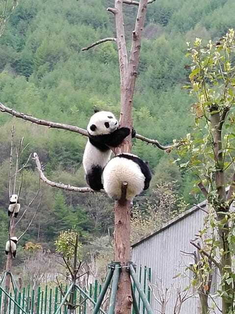 Chengdu: Giant Panda and Leshan Buddha Day Trip - Lingyun Temple: Why the Context Matters