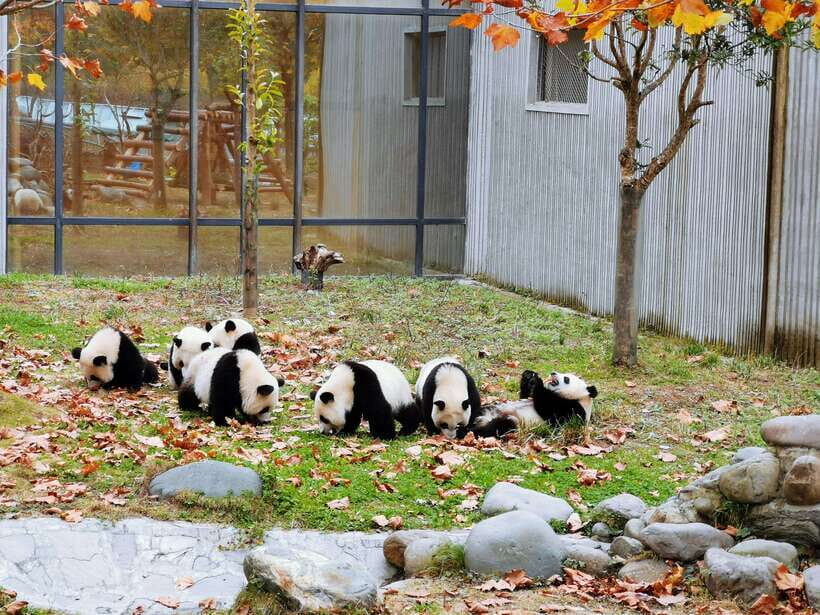 Chengdu: Giant Panda and Leshan Buddha Day Trip - Price and Value: What You’re Paying For