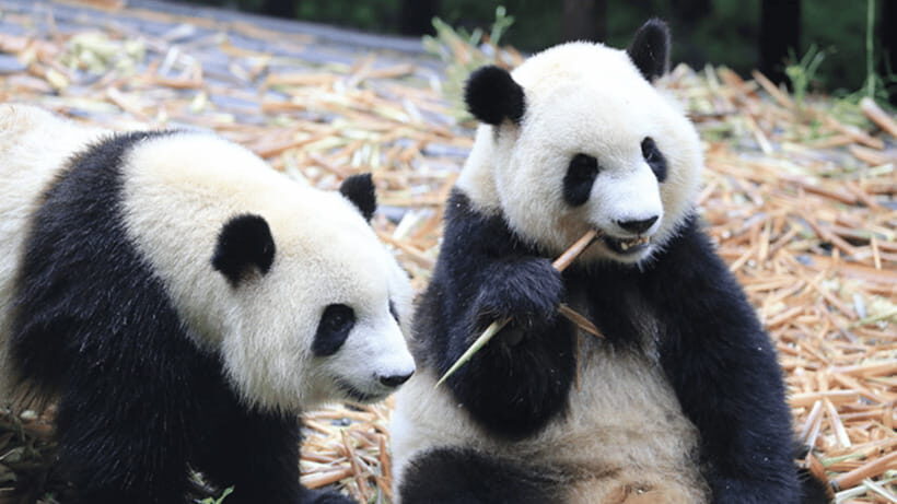 Chengdu: Giant Panda Base Reservation and Entry - Key Takeaways Before You Go