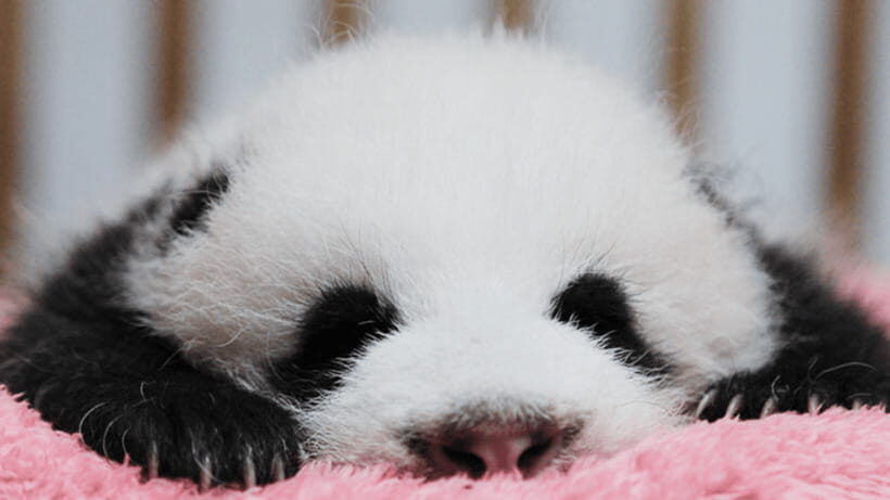 Chengdu: Giant Panda Base Reservation and Entry - Why Chengdu Panda Base Feels Bigger Than a Typical Zoo Visit