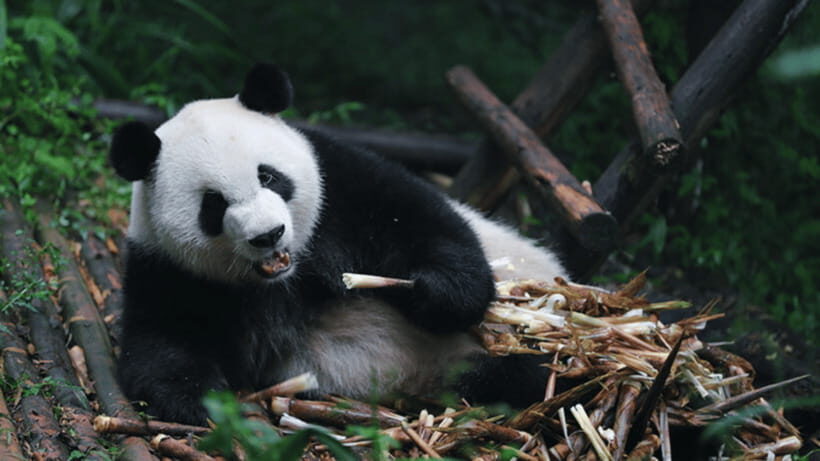 Chengdu: Giant Panda Base Reservation and Entry - What You’ll Actually See: Adult Pandas, Cubs, and Red Pandas