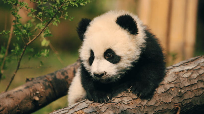 Chengdu: Giant Panda Base Reservation and Entry - Smooth Entry With Panda144: QR Isn’t Valid, and Passport Data Matters