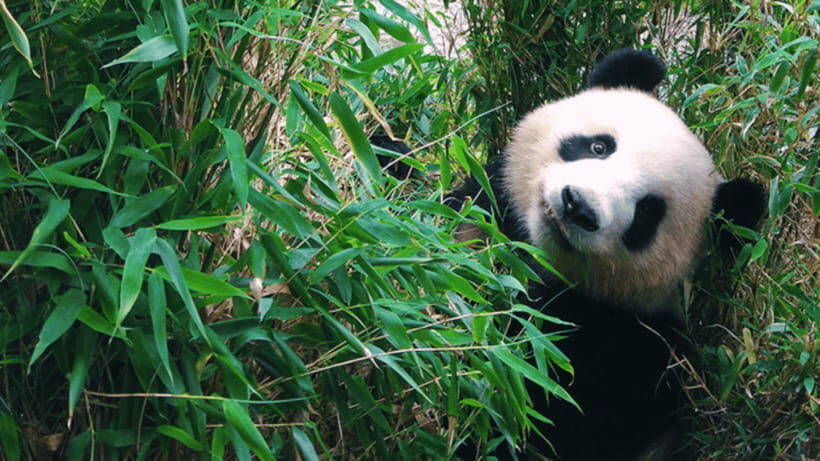 Chengdu: Giant Panda Base Reservation and Entry - Skip the Ticket Line: Why That Extra Convenience Matters