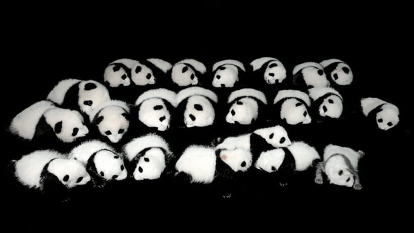 Chengdu: Giant Panda Base Reservation and Entry - Price and Value: Is $19 Worth It?