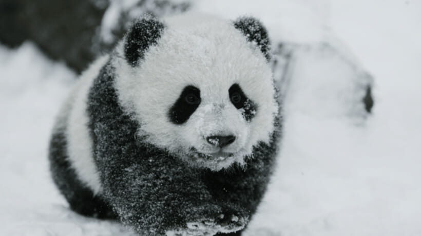 Chengdu: Giant Panda Base Reservation and Entry - Picking Your Time Slot: Morning 08:00–11:59 or Afternoon 12:00–16:30