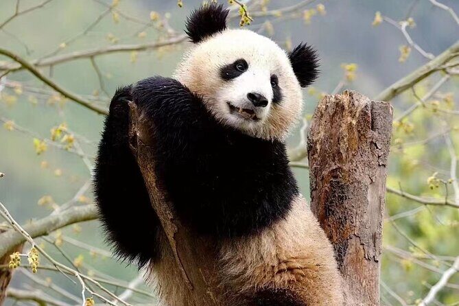 Chengdu Giant Panda Breeding Research Base Ticket - Chengdu Panda Base Tickets: What You Get for $14