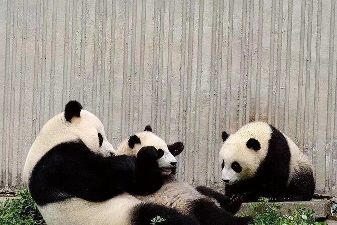 Chengdu Giant Panda Breeding Research Base Ticket - Crowds, timing, and the reality of “panda weather”
