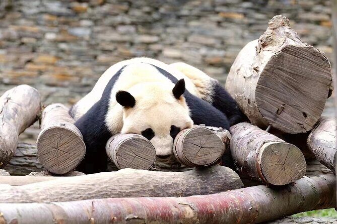 Chengdu Giant Panda Breeding Research Base Ticket - Value check: does $14 make sense?