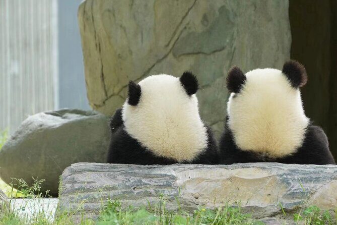 Chengdu Giant Panda Breeding Research Base Ticket - Pickup vs. Meet at the Base: Save time your way