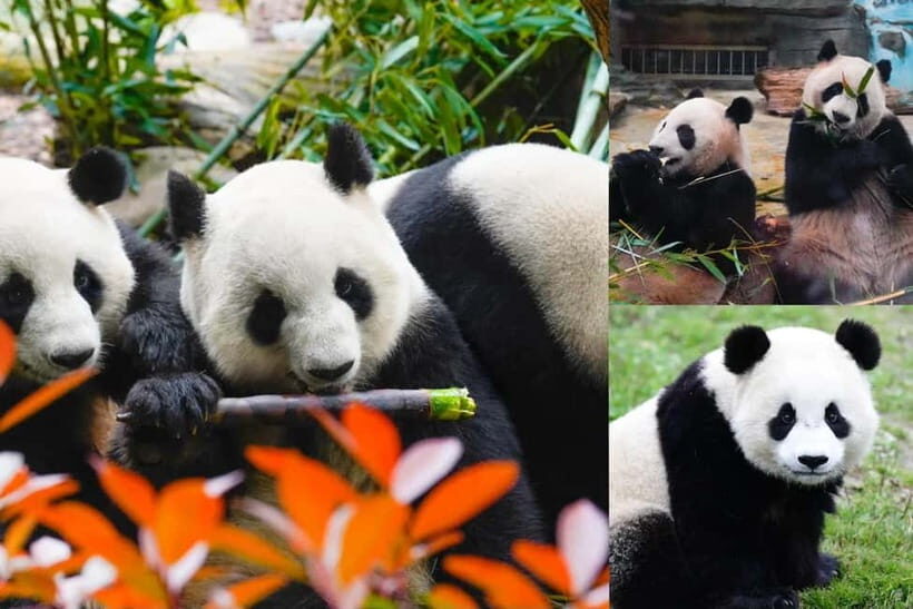 Chengdu Giant Panda: Panda Base or Shenshuping (optional) - Chengdu vs. Shenshuping: which panda base fits your day?