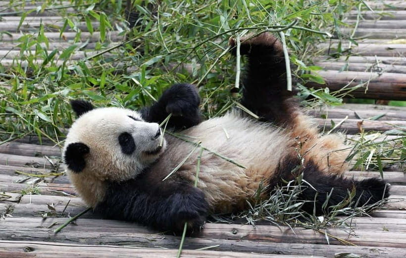 Chengdu Giant Panda: Panda Base or Shenshuping (optional) - Chengdu Research Base route: from museum learning to Swan Lake exits