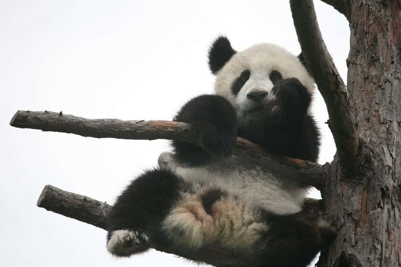 Chengdu Giant Panda: Panda Base or Shenshuping (optional) - Who should pick this panda day trip?