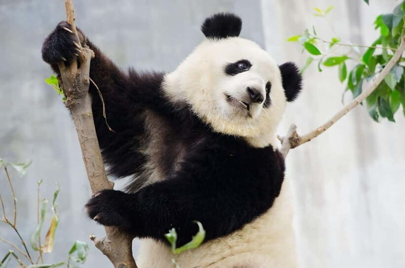 Chengdu Giant Panda: Panda Base or Shenshuping (optional) - How timing really affects panda spotting (7:30–10:00 vs 9:00–11:00)