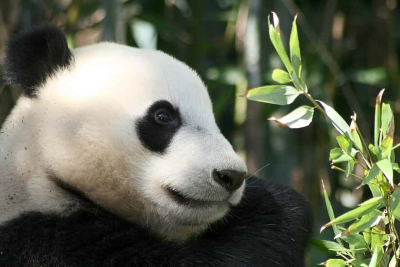 Chengdu: Half-Day Panda Base Tour with Guide Option - Key highlights you’ll notice fast
