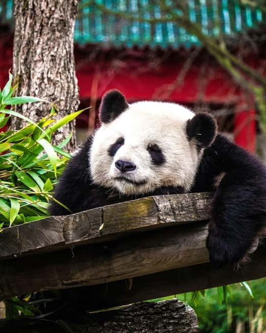 Chengdu: Half-Day Panda Base Tour with Guide Option - Why Chengdu Panda Base in half a day is the sweet spot