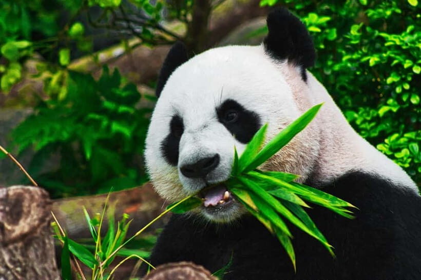Chengdu: Half-Day Panda Base Tour with Guide Option - The visit flow: photo stop, guided tour, then self-guided wandering