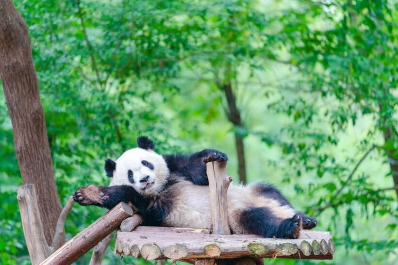 Chengdu: Half-Day Panda Base Tour with Guide Option - Price and value: what $16 buys you in Chengdu