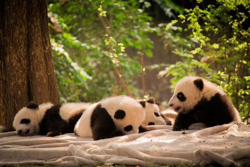 Chengdu: Half-Day Panda Base Tour with Guide Option - Should you book this Chengdu Panda Base half-day tour?