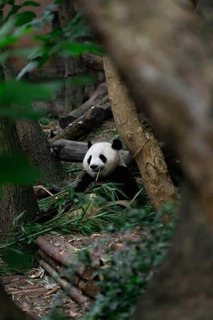 Chengdu: Half-Day Panda Base Tour with Guide Option - Getting there: hotel transfers and how much time you’ll actually use