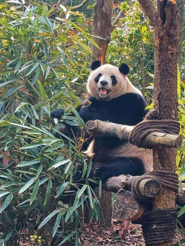 Chengdu: Hidden Wonders Day Tour with Wolong Panda Base - Key Things I’d Prioritize on This Tour