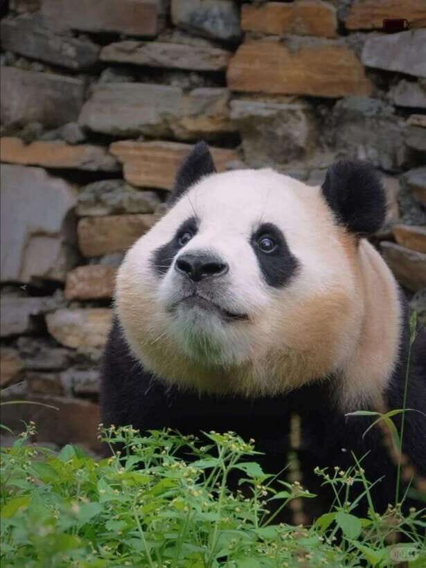 Chengdu: Hidden Wonders Day Tour with Wolong Panda Base - Nanqiao Bridge: A Cultural Chengdu Landmark With Timeless Weight